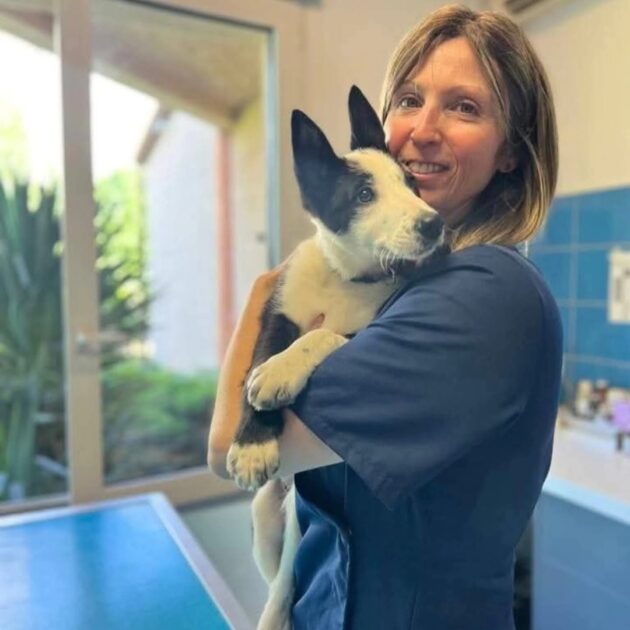 🐾 Pimawi Formations Animalières – Premiers secours canin & félin à Limoux (11)