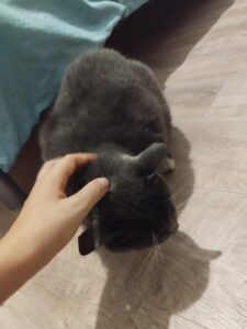 🎁 Bon plan – Garde de chats à domicile à Baziège (31)
