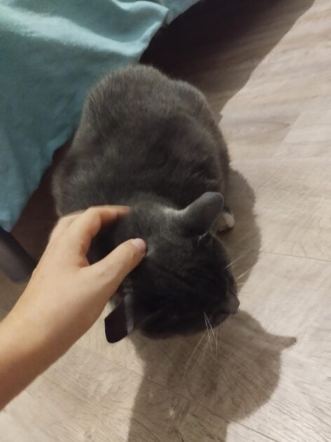 🎁 Bon plan – Garde de chats à domicile à Baziège (31)