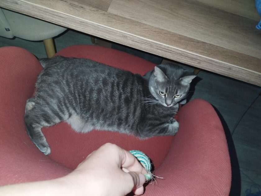 🎁 Bon plan – Garde de chats à domicile à Baziège (31)
