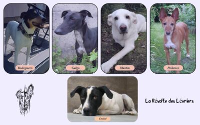 🐾 Bon plan – Adoption de lévriers, mastins, bodegueros, croisés partout en France – Association de protection animale