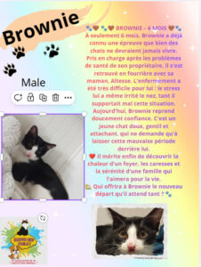 🐾 Association de protection animale à Saint-Chamond (42) – Sauvetage et adoption