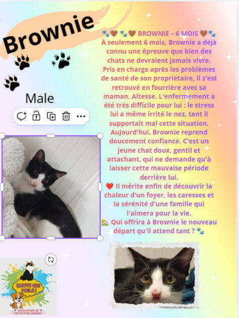 🐾 Association de protection animale à Saint-Chamond (42) – Sauvetage et adoption