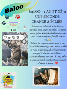 🐾 Association de protection animale à Saint-Chamond (42) – Sauvetage et adoption