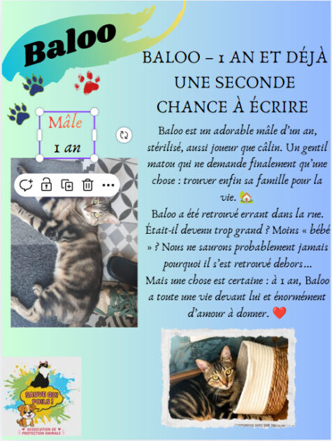 🐾 Association de protection animale à Saint-Chamond (42) – Sauvetage et adoption