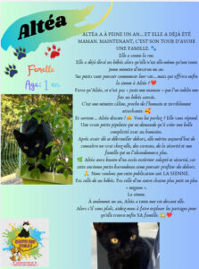 🐾 Association de protection animale à Saint-Chamond (42) – Sauvetage et adoption