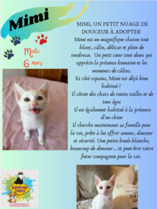 🐾 Association de protection animale à Saint-Chamond (42) – Sauvetage et adoption