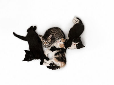 🐱 Bon plan – Kitt & Cats, association de protection des chats à Sens (89)