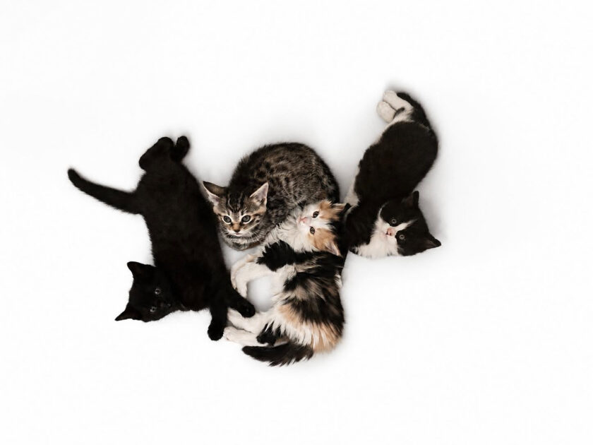 🐱 Bon plan – Kitt & Cats, association de protection des chats à Sens (89)