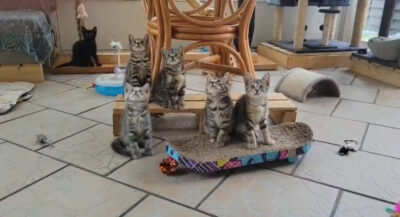 🐱 Bon plan – Kitt & Cats, association de protection des chats à Sens (89)