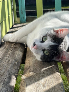 🐱 Bon plan – Kitt & Cats, association de protection des chats à Sens (89)